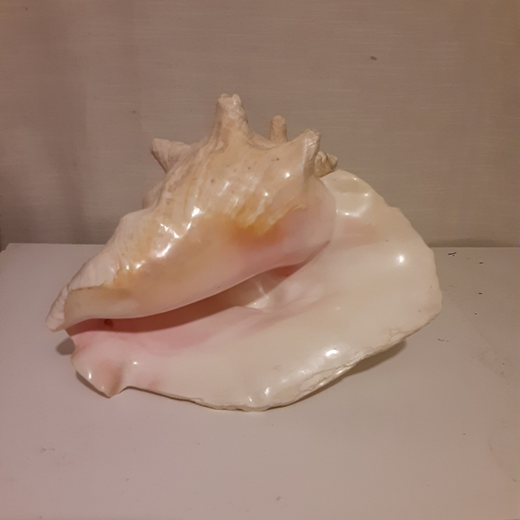 Conch Shell - Picture 1 of 3